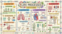 turn your notes into infographics