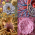create medical and scientific illustrations