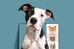 draw vector cartoon for your pet, dog pet potrait