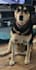 create authentic pet and dog ugc video content for tic tok and reels
