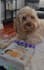 lucas will highlight your pet product and happily demonstrate how to use it