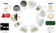 create scientific diagrams,  graphical abstracts, and posters