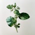 create beautiful botanical illustrations and plant art