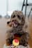 create authentic dog ugc videos for your pet brand