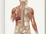 design medical and scientific illustration