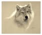 draw a realistic wildlife portrait in graphite or charcoal