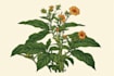 create a realistic botanical drawing