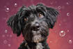 create a pet portrait into cartoon disney