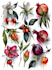 draw a botanical illustration