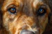paint stunning pet portrait