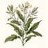 create botanical illustration art for you