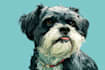 draw your dog or any pets into cartoon