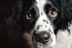 do a pet portrait with disney style