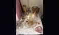 remove entity attachment, evil spirit, demon posession, negative energy for you