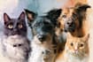 paint stunning pet portrait