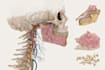 do medical and scientific illustrations