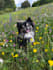 create engaging pet ugc video with my dog