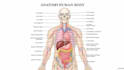 draw detailed medical illustrations