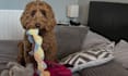 create authentic dog ucg videos for your pet brand