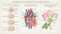 create anatomy, medical, and scientific illustrations