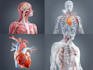 create professional veterinary anatomy illustration