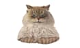make a digital drawing of your pet