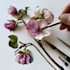 draw a botanical illustration