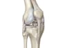 draw professional anatomy illustrations