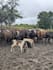 write a professional livestock and agribusiness plan