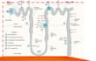 create professional medical powerpoint presentations