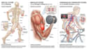 draw exercise, medical and anatomy illustrations