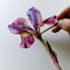 draw a botanical illustration