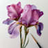 draw a botanical illustration
