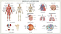 draw medical and science illustrations