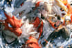 custom anime character designs with creativity