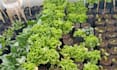 design your agricultural field trial and experiment doe