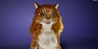 addrig and upload avatar to vrchat or browser,glb,arkit52,code blink,lipsync,tts