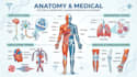 draw anatomy and medical vector illustration