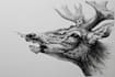 make pen and ink illustrations