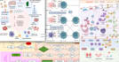 create scientific figures, infographics, and flowcharts