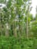create natural tree video without using ai
