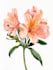 draw a botanical illustration