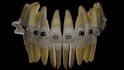 create anatomically accurate 3d dental  animations