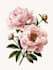 draw a botanical illustration