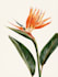 illustrate best botanical illustration