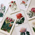 illustrate best botanical illustration