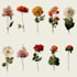 illustrate best botanical illustration