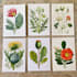 illustrate best botanical illustration