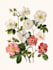 draw  a botanical illustration