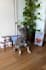 create high performing ugc pet videos in german